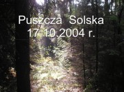 puszcza_solska1 * 1024 x 768 * (202KB)
